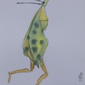 Homo Insectus, saftgrün 2